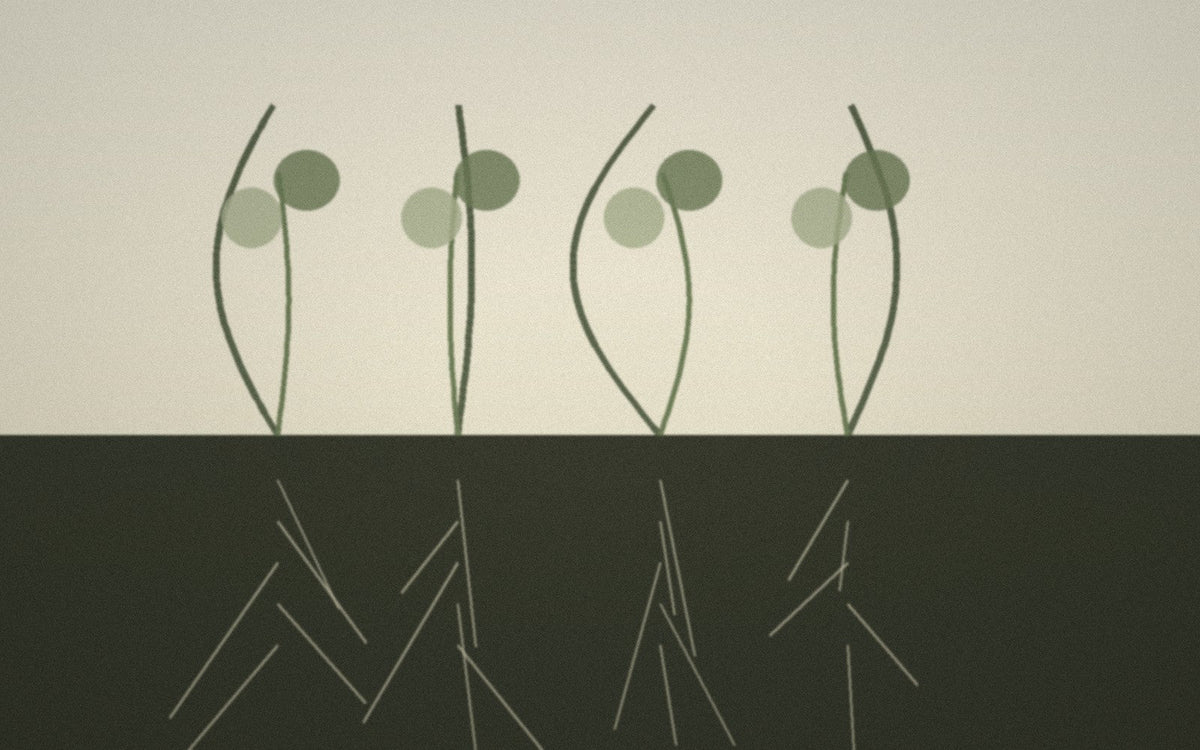 Plant and root study above and below soil for regenerative fashion context